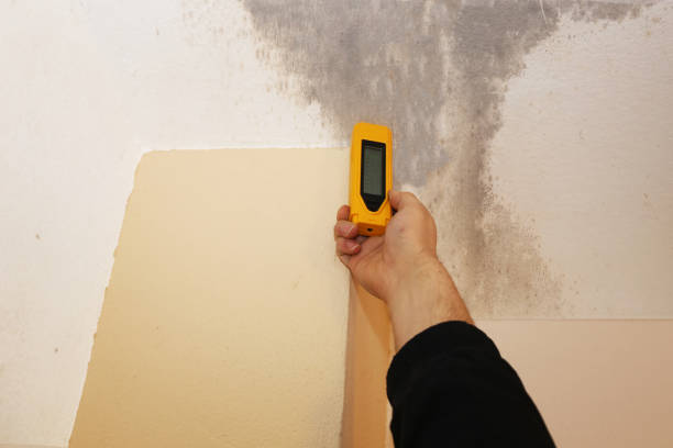 Best Black Mold Removal  in Lake Worth, TX