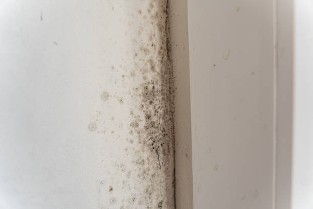 Best Residential Mold Inspection & Testing  in Lake Worth, TX