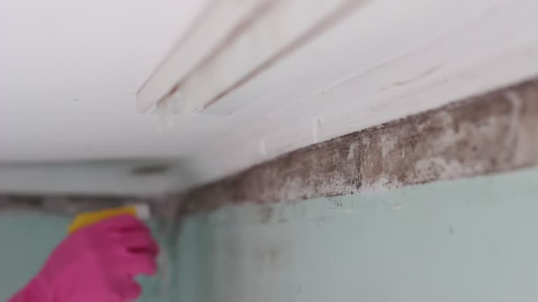 Best Real Estate Mold Inspection  in Lake Worth, TX